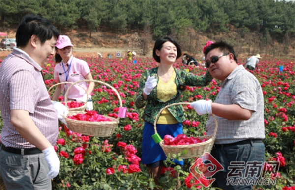 云南旅游景点 - 待到春暖花开，来云南旧县赴一场花海喜事