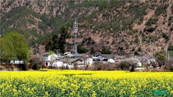 云南旅游景点 - 丽江长江第一湾油菜花盛放