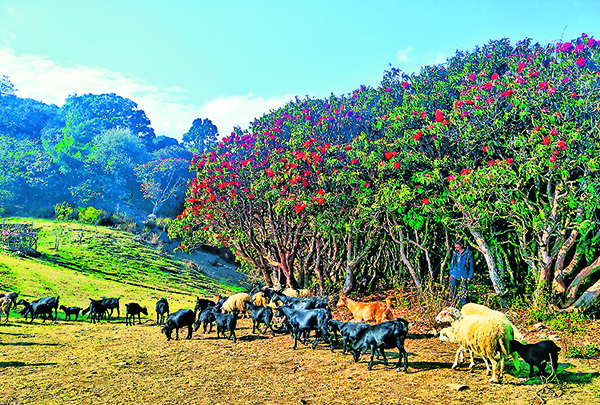 云南旅游景点 - 昌宁：杜鹃花开美如画