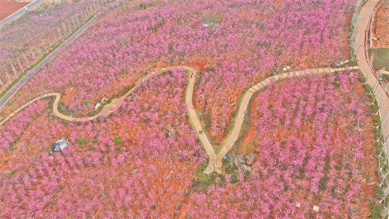 云南旅游景点 - 保山市东山500亩樱花绽放