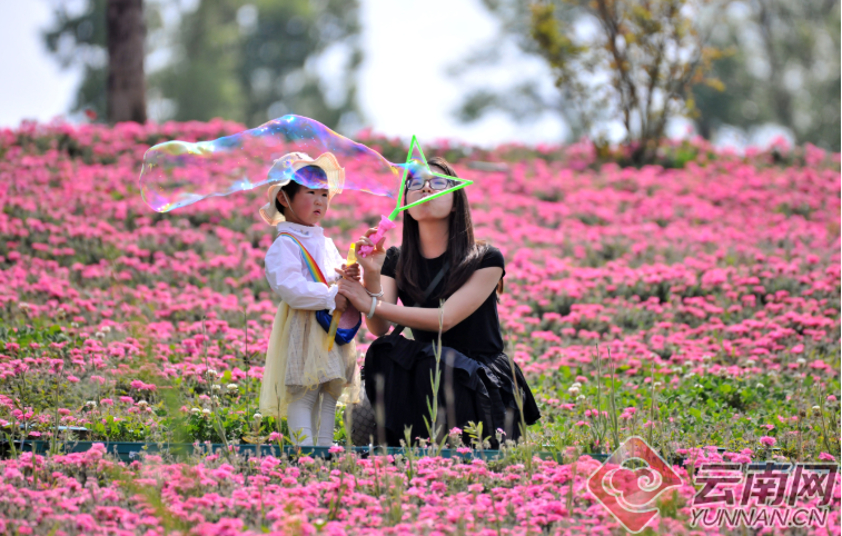 云南旅游景点 - 云南弥勒：徜徉花海，赴一场与春天的邂逅