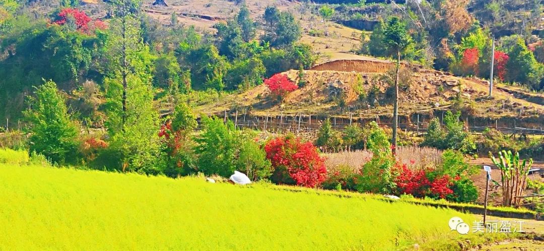 云南旅游景点 - 四月，正是昔马山花浪漫时