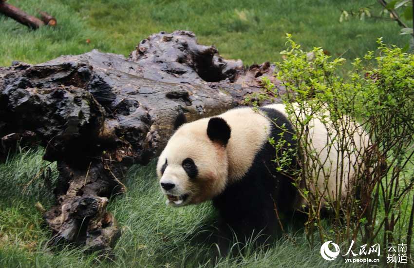 云南旅游景点 - 云南野生动物园大熊猫毛竹和珍多又和游客见面啦