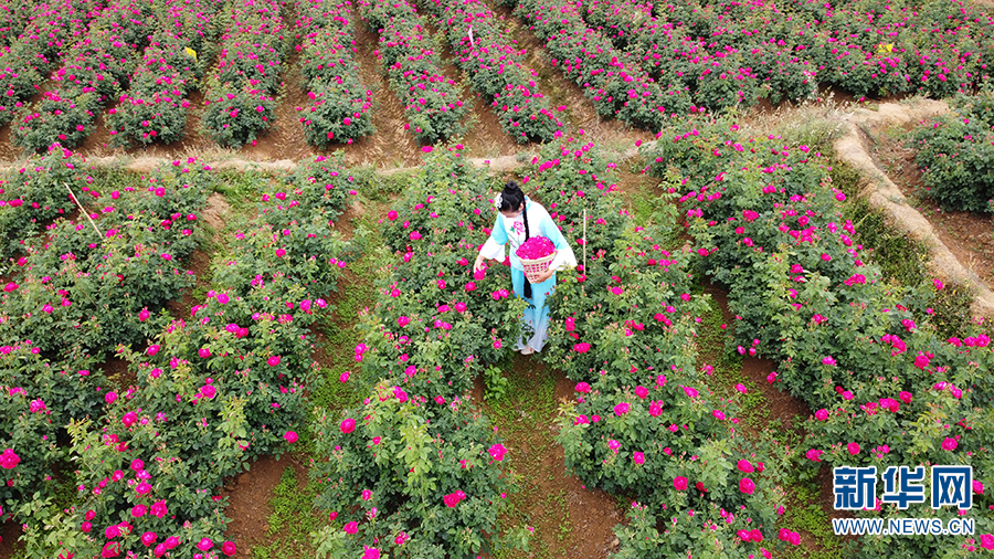 云南旅游景点 - 云南安宁：航拍万亩玫瑰 共赴芬芳之旅