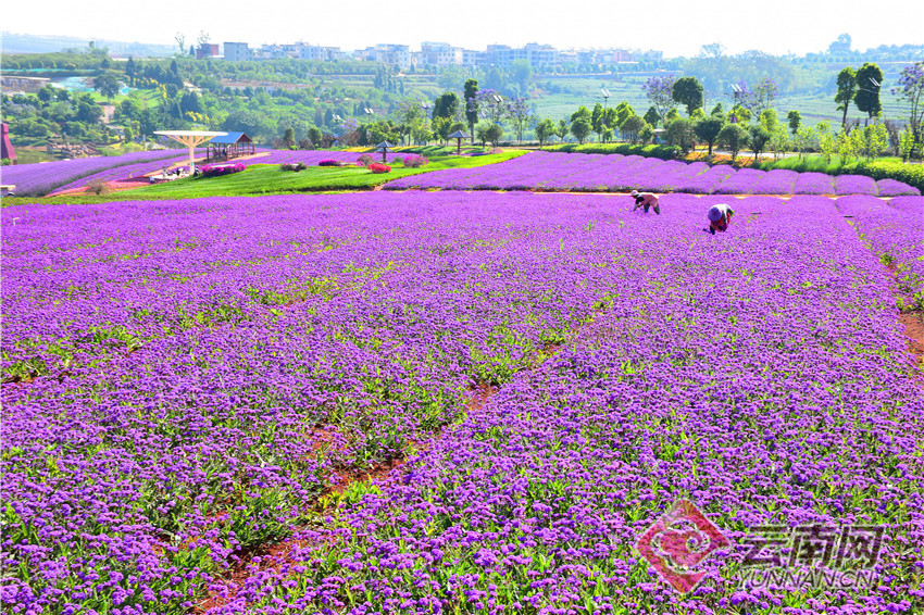 云南旅游景点 - 云南弥勒：千亩马鞭花迎风扬