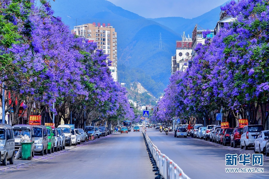 云南旅游景点 - 蓝花楹开了！紫色浪漫点亮梦幻保山