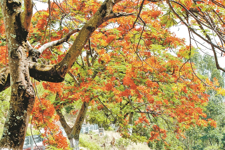 云南旅游景点 - 新平：最美的凤凰花绽放