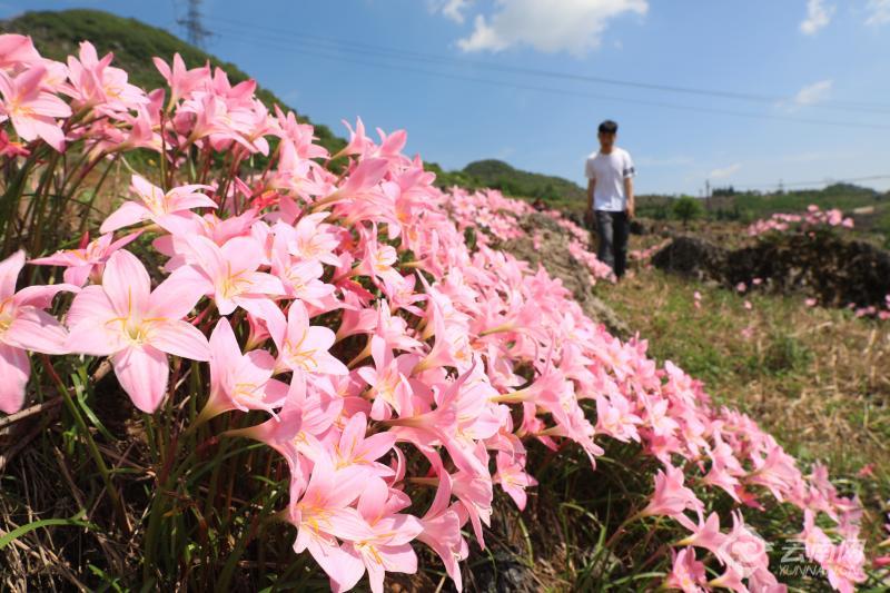 云南旅行社 - 云南罗平：野生韭莲绽放田野