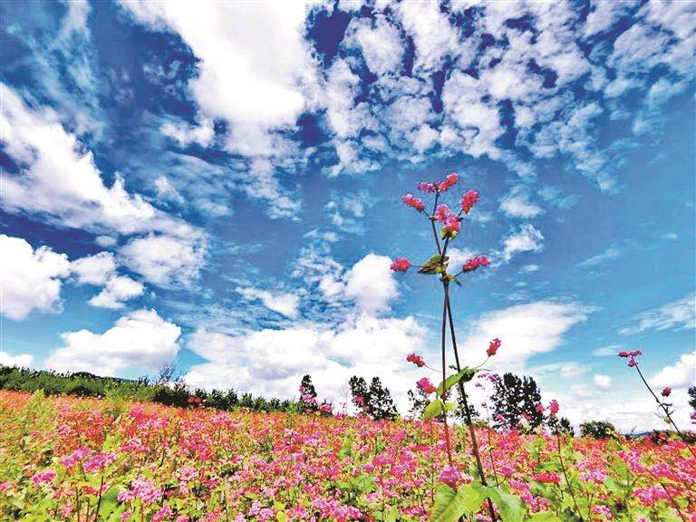 云南旅游景点 - 会泽念湖：冬看水鸟夏观花