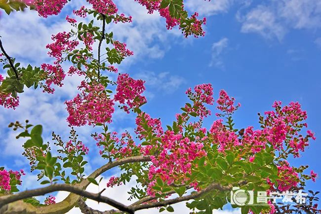 云南旅游景点 - 昌宁：火把花开只为你