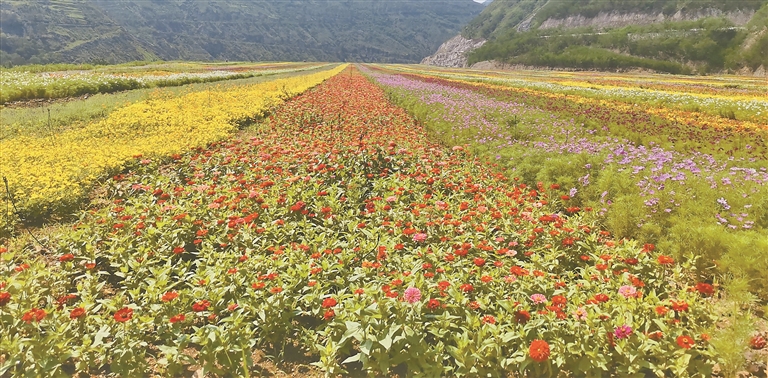 云南旅游景点 - 东川：废弃尾矿库变身七色花海