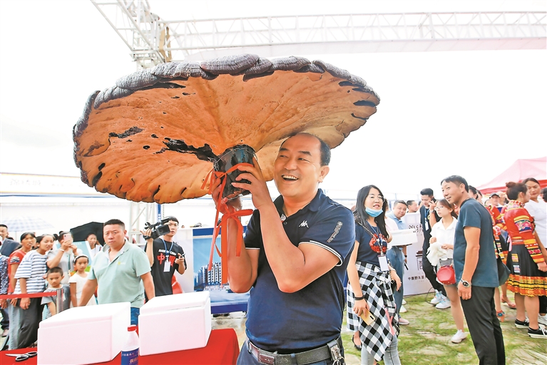 云南旅游跟团 - 南华野生菌美食文化节启幕