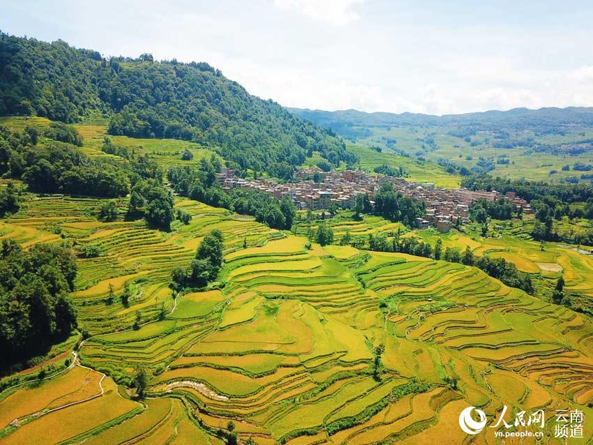 云南旅游景点 - 云南元阳哈尼梯田稻谷即将迎来大丰收