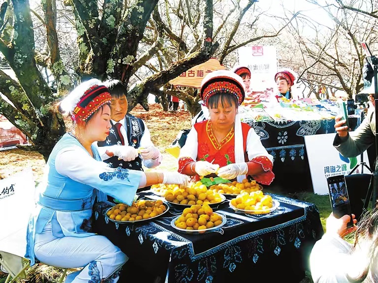 云南旅游景点 - 洱源举办梅花文化节