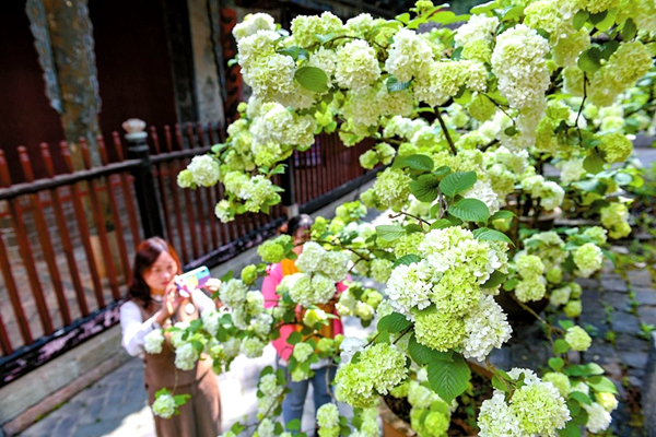 云南旅游跟团 - 通海秀山木绣球：四月花开 只此青绿