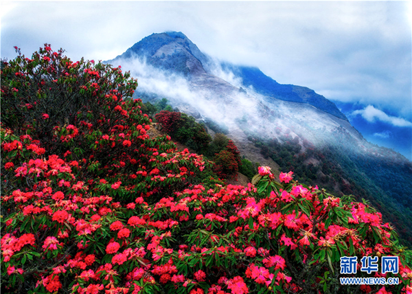 云南旅游景点 - 花花叶叶正含芳！大理苍山杜鹃花“红了”