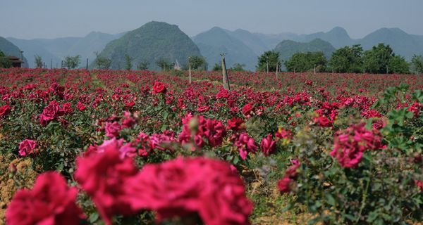 云南旅游跟团 - 千亩玫瑰装点普者黑