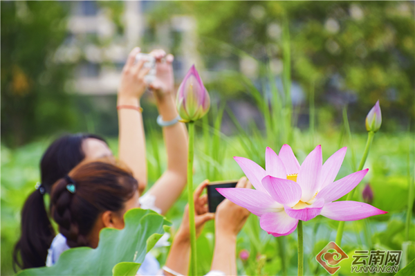 云南旅游攻略自驾行 - 云南弥勒：竹园万亩荷花醉游客