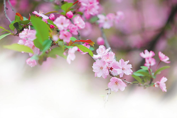 云南旅游攻略自驾行 - 昆明动物园迎来樱花盛景